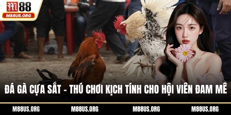 Đá gà cựa sắt